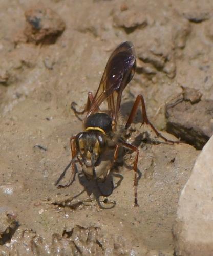 Sceliphron curvatum